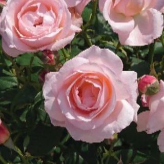 カフェ友達が欲しいです♪