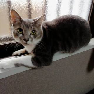 1～2歳♂ビビリ君だけど甘えん坊