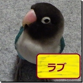 ボタンインコ　無事に見つかりました！ありがとうございました