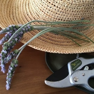 精油を使いこなしましょう♪の画像