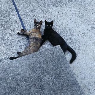 野良猫の姉妹