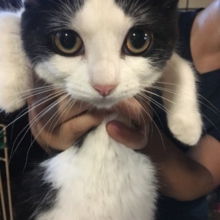 5ヶ月女の子猫ちゃん