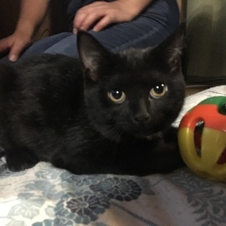 6ヶ月の猫ちゃん