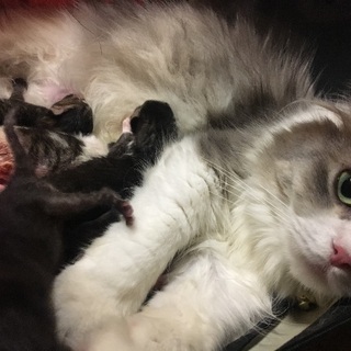 9/12生まれの子猫