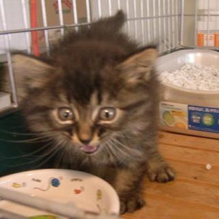 甘えん坊ふわふさ子猫ちゃん飼い主様募集！