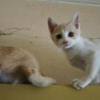 子猫里親募集中
