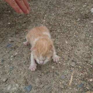生まれたての子猫です