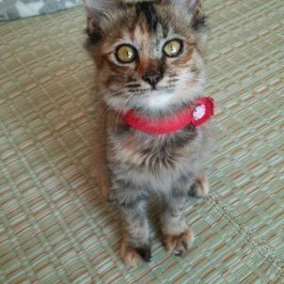 4ヶ月ほどのふわふわ女の子
