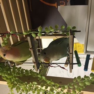 コザクラインコ　9ヶ月　シナモン　性別不明