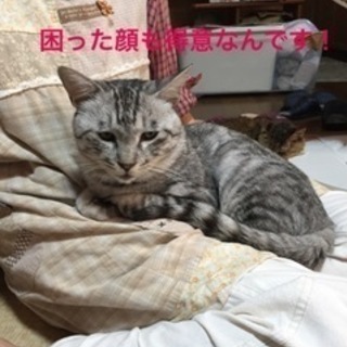 シマ君を家族に迎えてくださる方募集中です - 浜田市