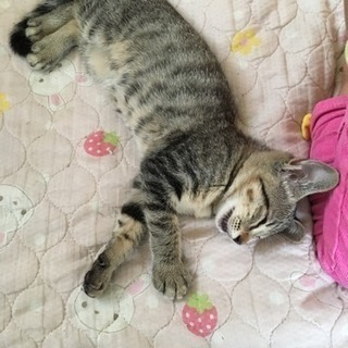 メスの子猫、里親募集！