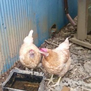 雌の鶏２匹あげます。