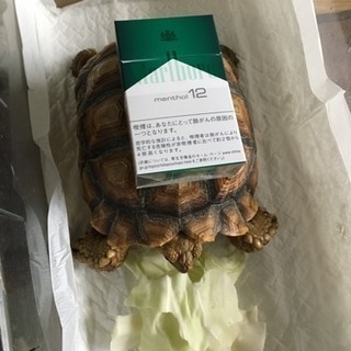 ケヅメリクガメ