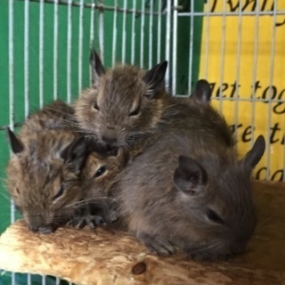 デグーマウスの赤ちゃんです