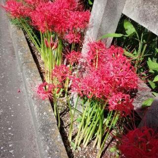 🍁秋だ🍁ぱーりぃ焼き芋会 カモン 🍠( '-' 🍠 ）ｲﾓﾝ - さいたま市