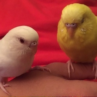 セキセイインコです🐦黄色い方
