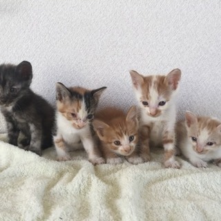 大垣市 いろんな柄の子猫5匹 雑種