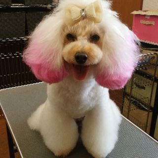 ペットサロン　ルシアン