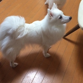 白犬