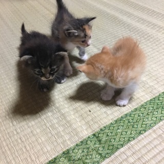 かわいい盛りです。