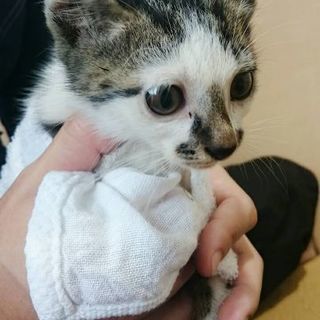 里親募集！トラ模様の可愛い子猫です