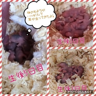 ハムスターの赤ちゃん🐹里親さん募集中