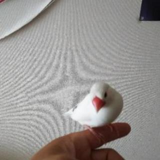 手乗り文鳥 オス 3才 とても人懐っこいです