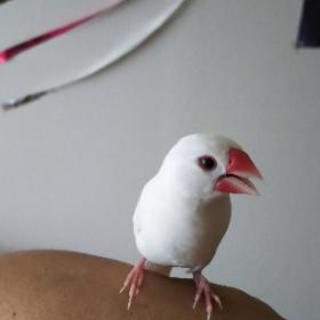 文鳥 オス 2才 さえずりがとても綺麗です