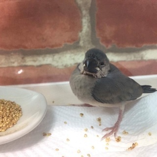 桜文鳥 雛 ヒナ 生後1ヶ月半