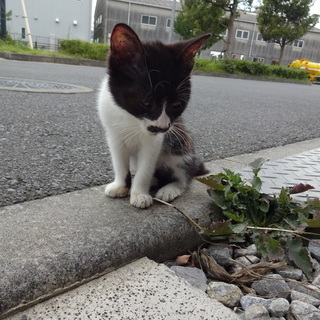 人懐っこい子猫の里親募集