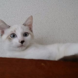 ねこの里親さん募集中