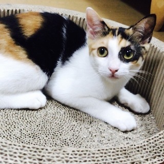 お目目パンチ　三毛猫の女の子 　動画あり