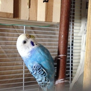 インコおゆずりいたします。