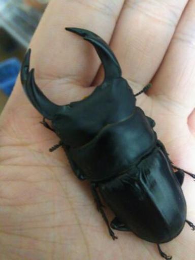 オオクワガタ