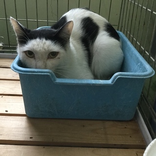 おかっぱ頭の男の子