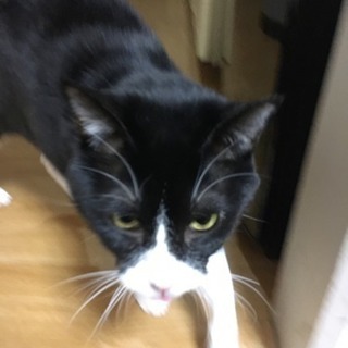 里親さん探しております