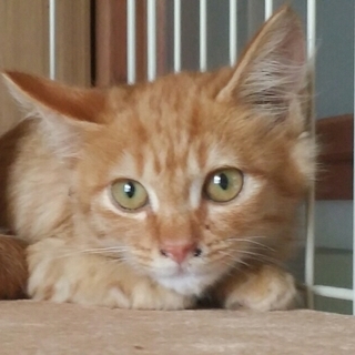 子猫(メス)の里親募集