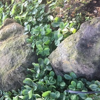 庭石を譲ります