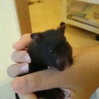 クロクマハムスター 女の子の里親さん募集