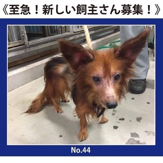 無事に里親さんが決まりました。ありがとうございました。