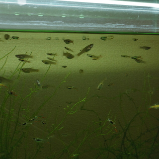 エンドラーズライムグリーン　3ペアの画像