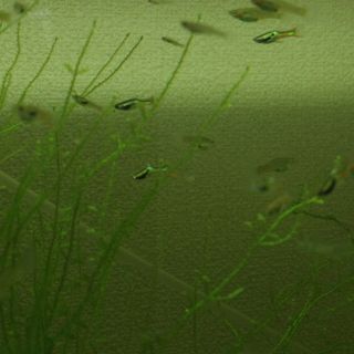 エンドラーズライムグリーン　3ペアの画像