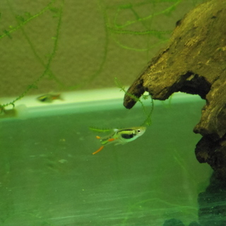 エンドラーズライムグリーン　3ペアの画像