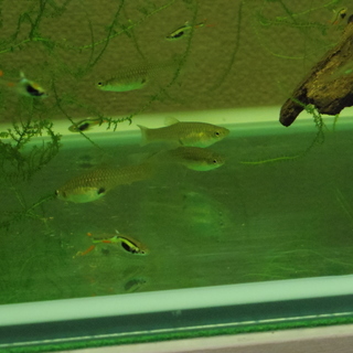 エンドラーズライムグリーン　3ペアの画像