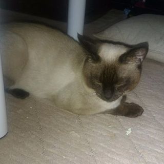 (急募)大切に育ててくれる方