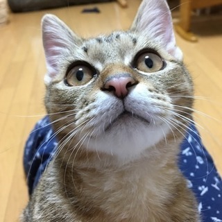アメショ風キジトラの男の子