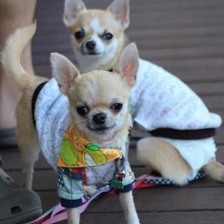 犬友達募集。関西。