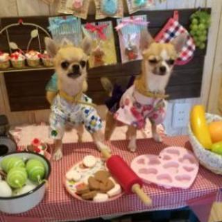 犬友達募集。関西。 − 奈良県