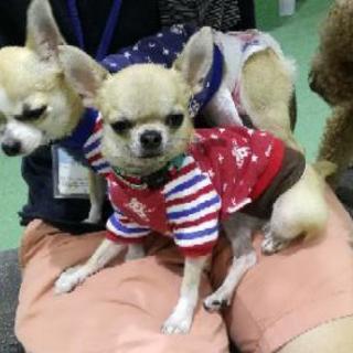犬友達募集。関西。 - 葛城市