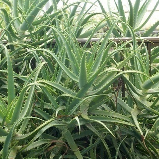 キダチアロエ